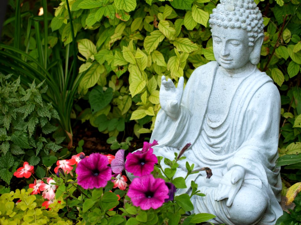 Plant Flower Garden Flowering Plant