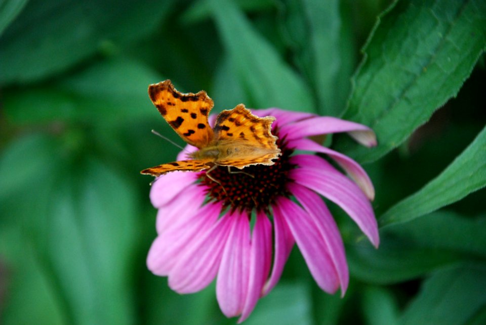 Flower Nectar Insect Flora
