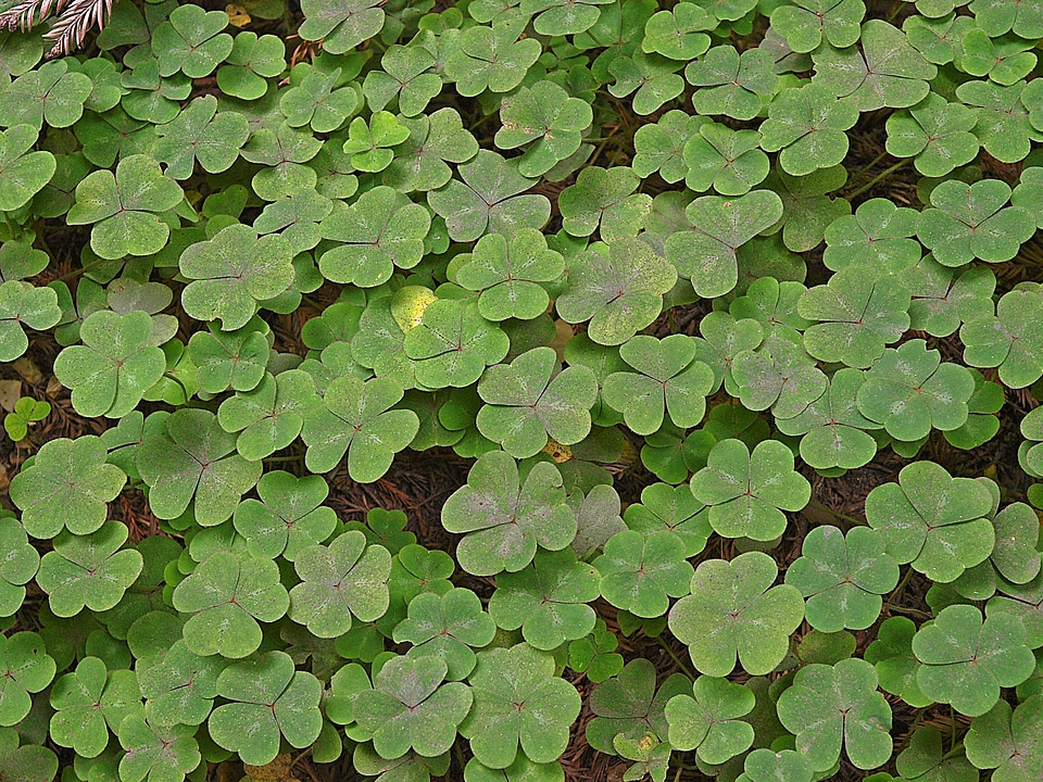 Plant natural botanical