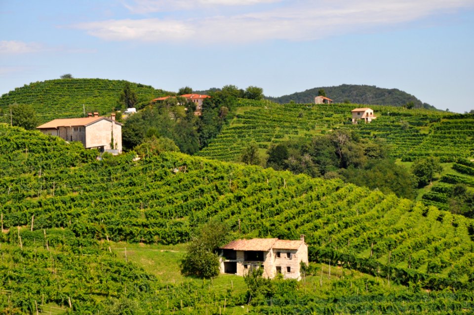 Agriculture Vegetation Vineyard Rural Area