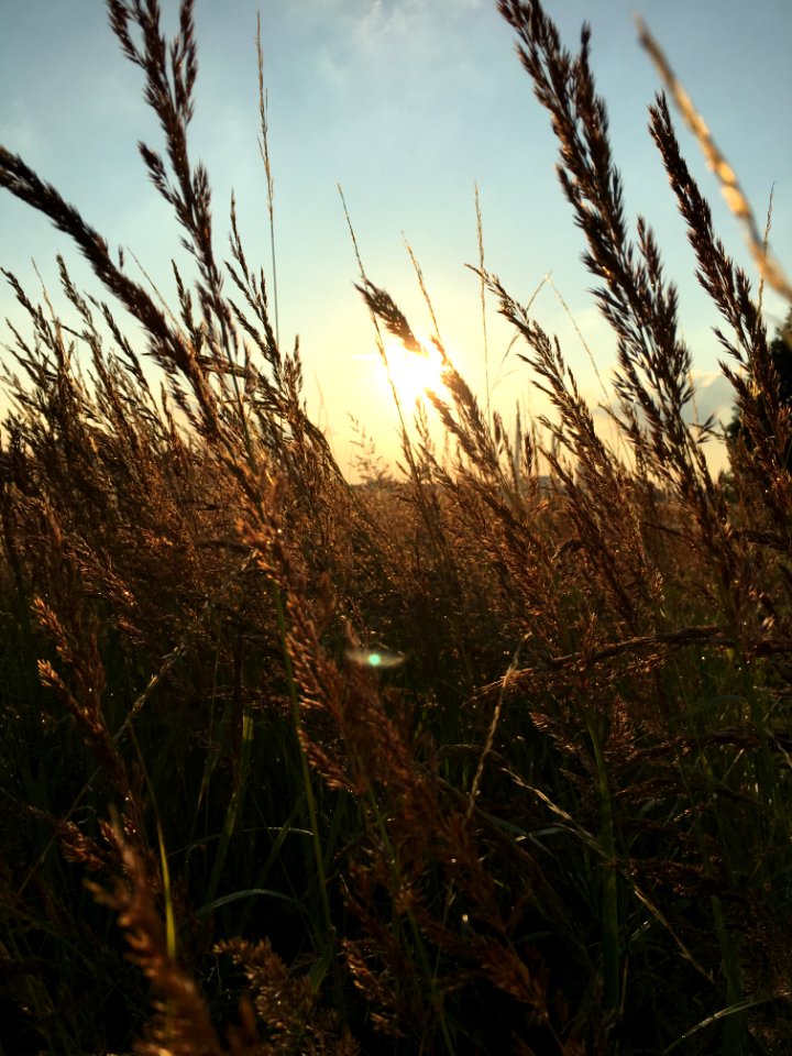 Sky Grass Grass Family Morning