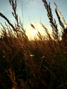 Sky Grass Grass Family Morning photo