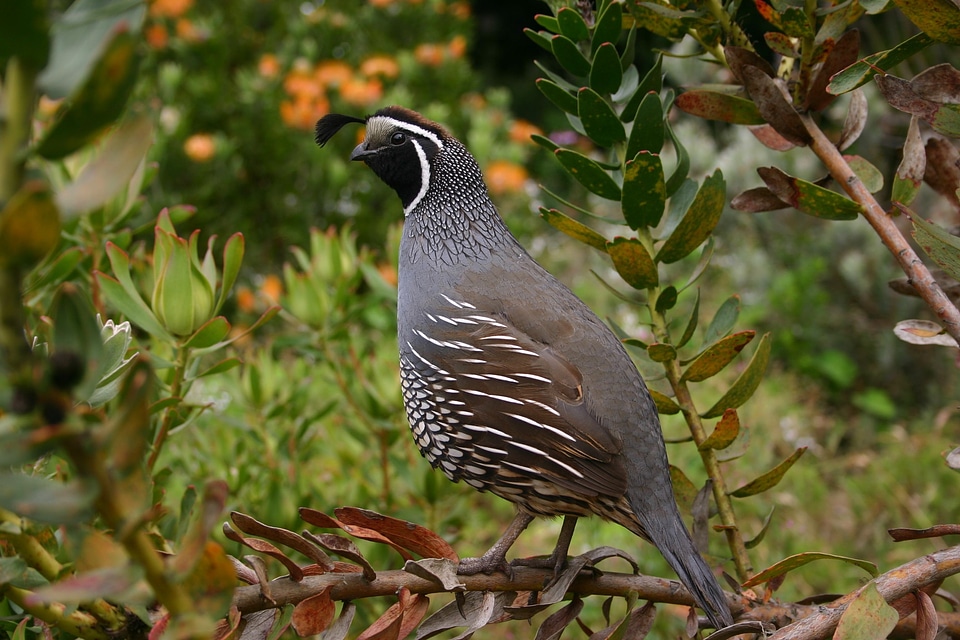 Bird nature wildlife