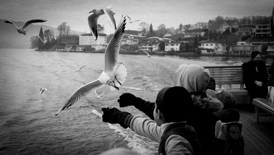 Water White Black And White Vertebrate photo