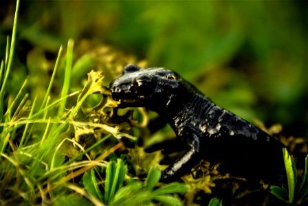 Fauna Amphibian Salamandridae Salamandra