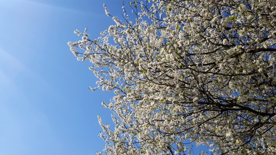 Sky Branch Tree Blossom photo
