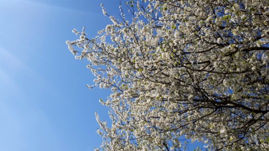 Sky Branch Tree Blossom