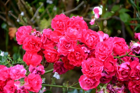 Rose Flower Plant Rose Family