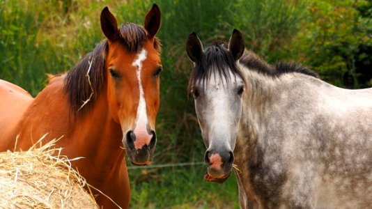 Horse Mane Horse Like Mammal Mare photo