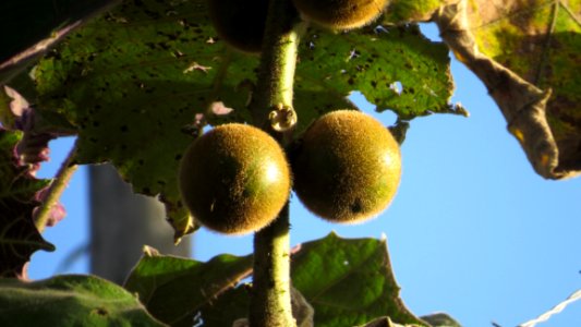 Fruit Branch Fruit Tree Jackfruit photo