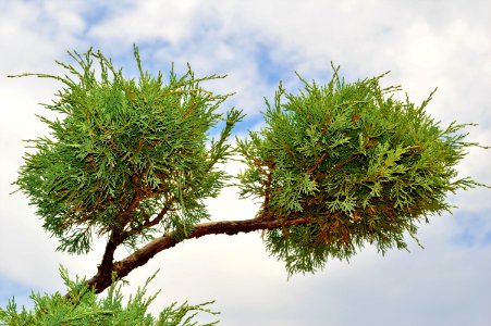 Tree Vegetation Plant Sky photo