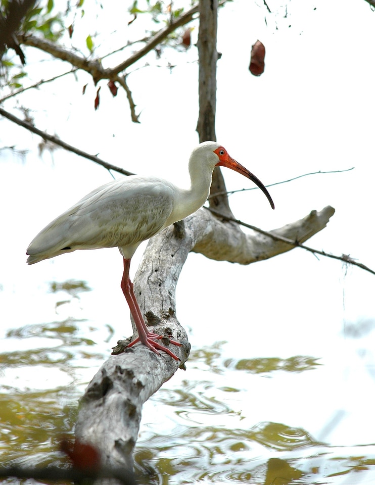 Water branch wildlife