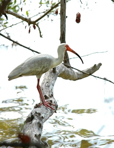 Water branch wildlife