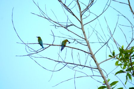Bird Branch Tree Fauna