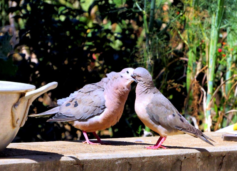 Bird Fauna Beak Pigeons And Doves
