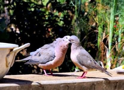 Bird Fauna Beak Pigeons And Doves photo