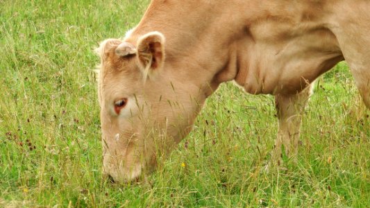 Grassland Grazing Pasture Ecosystem
