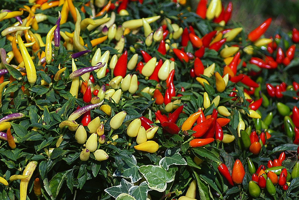 Decorative potted color