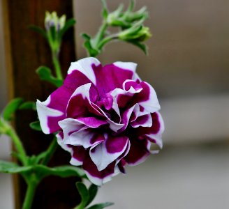 Flower Plant Purple Flowering Plant