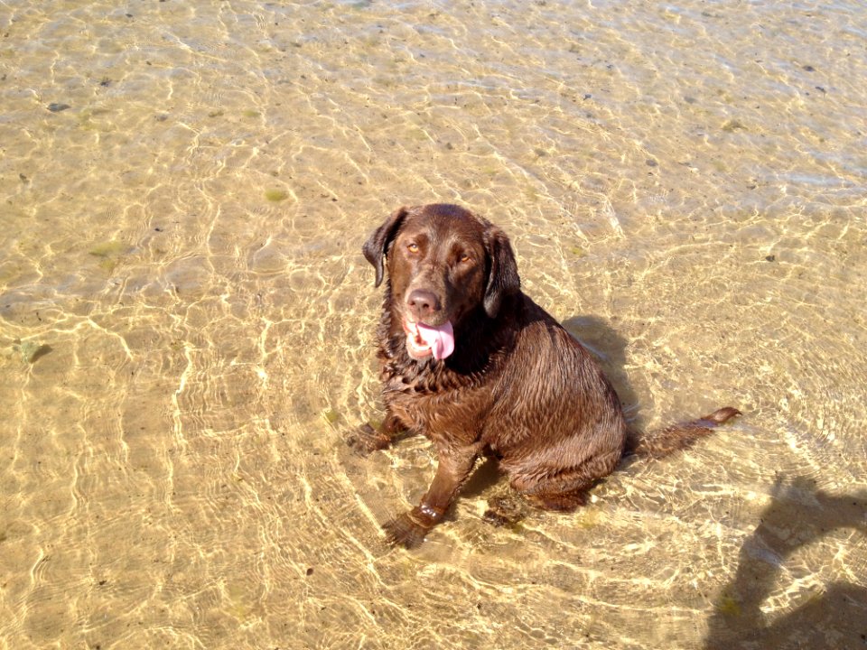 Dog Dog Breed Dog Like Mammal Sand