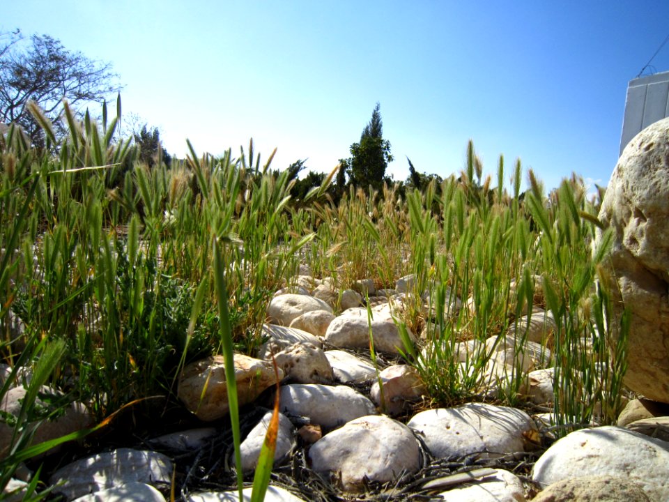 Plant Grass Family Grass Crop
