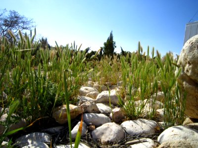 Plant Grass Family Grass Crop