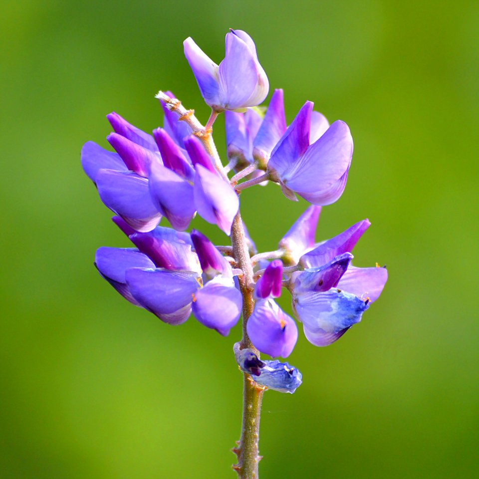 Flower Flora Plant Wildflower