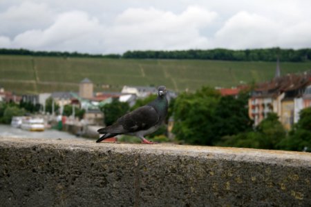 Bird Sky Fauna Beak