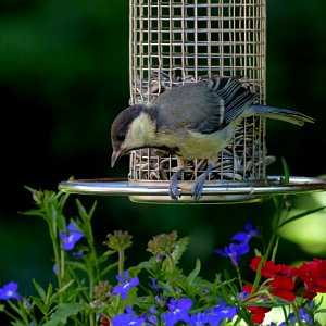 Bird Fauna Beak Bird Feeder