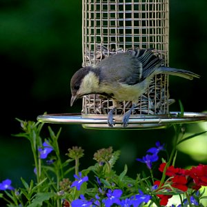 Bird Fauna Beak Bird Feeder photo