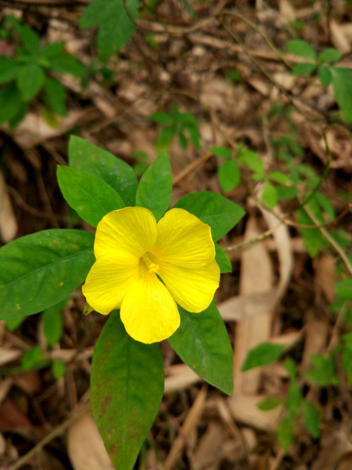 Flora Flower Plant Yellow