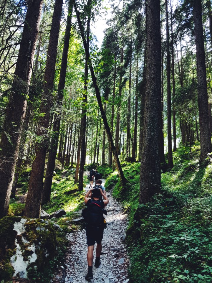 Four People Walking On Gray Path Surrounded By Tall Trees