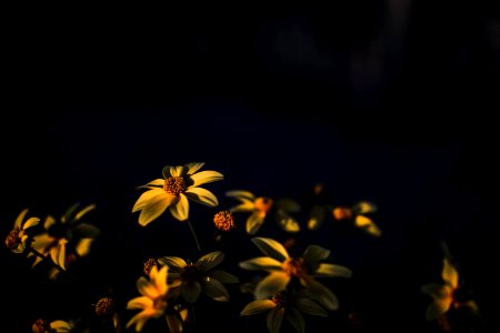 Selective Focus Photography Of Yellow Daisy Flowers photo