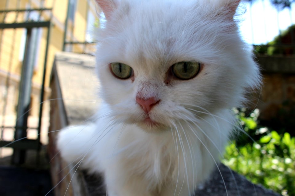 Cat Whiskers Small To Medium Sized Cats Cat Like Mammal