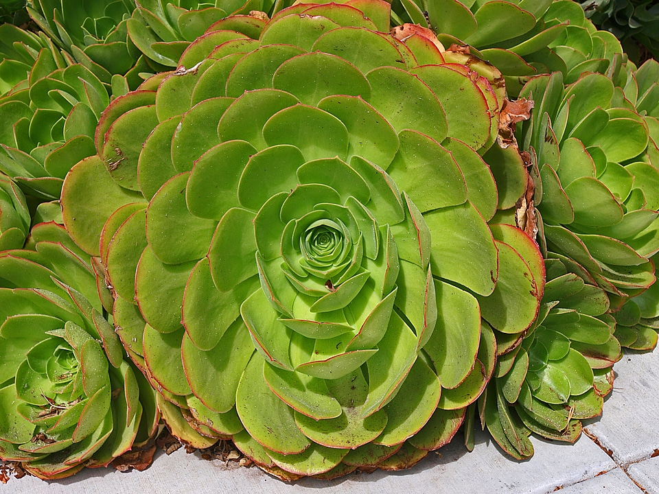 Leaves nature floral