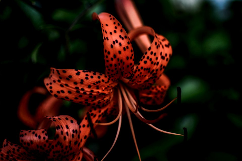 Close-Up Photography Of Flower