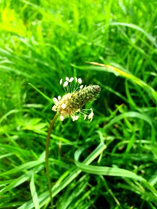 Grass Grass Family Plant Insect