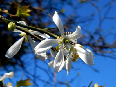 Flora Flower Plant Spring