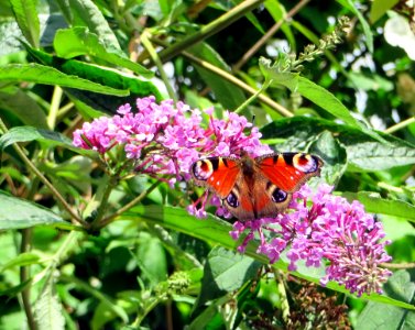 Butterfly Moths And Butterflies Insect Brush Footed Butterfly photo