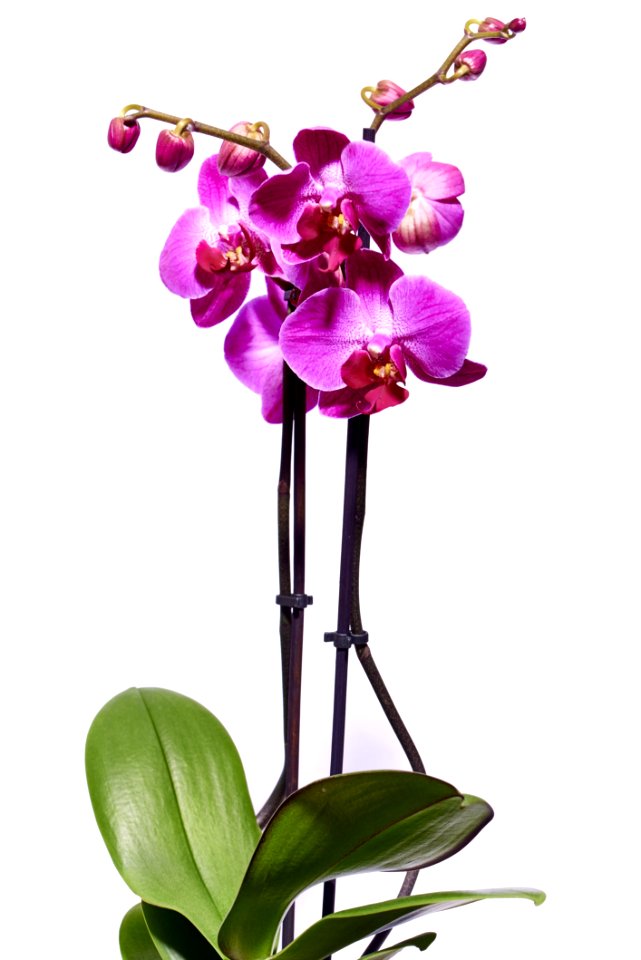 Flower Flowering Plant Plant Purple