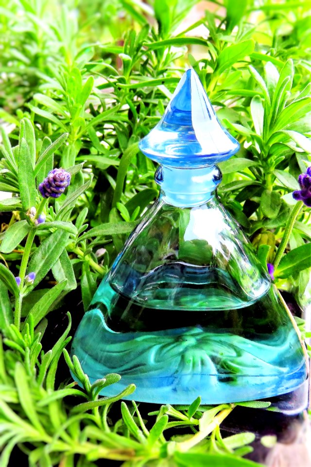 Plant Herb Water Grass