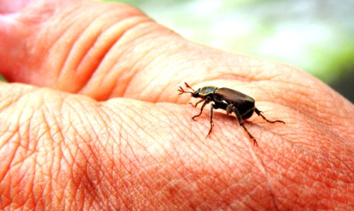 Insect Invertebrate Fauna Pest