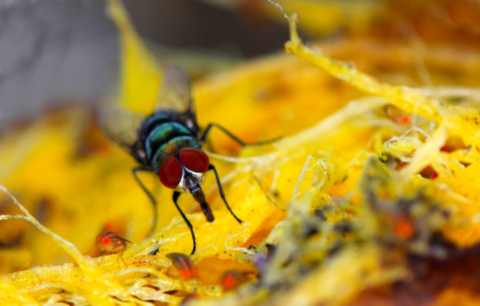 Insect Yellow Macro Photography Invertebrate