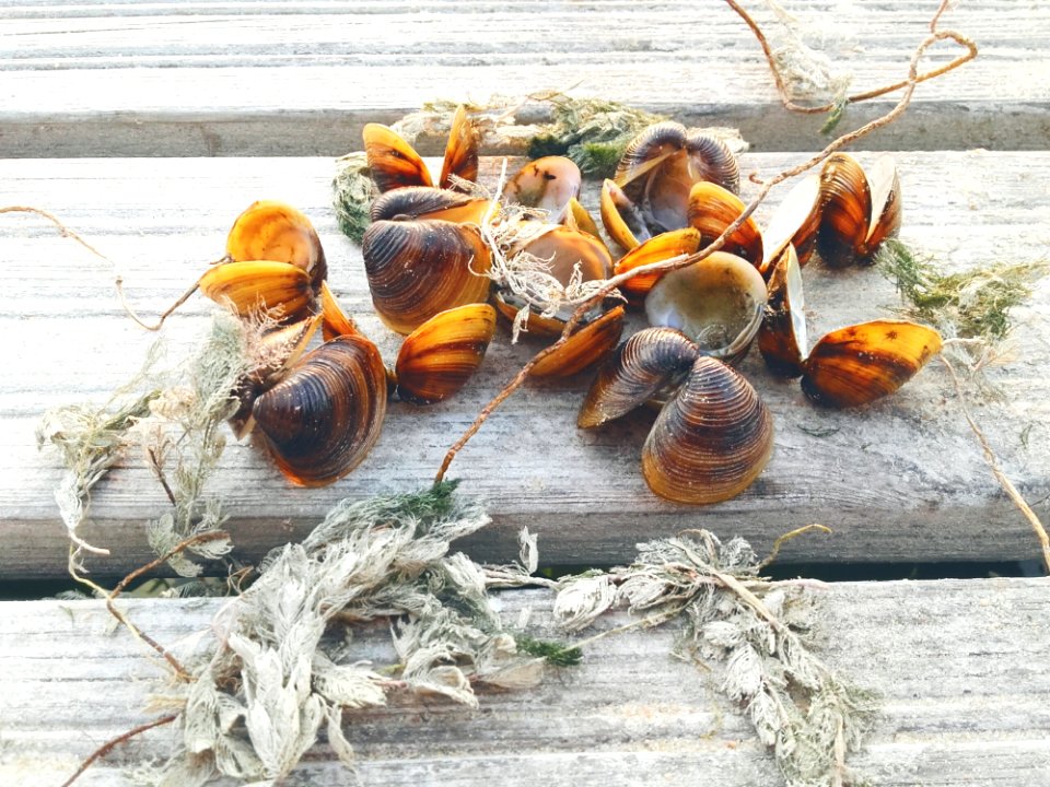 Seashell Animal Source Foods