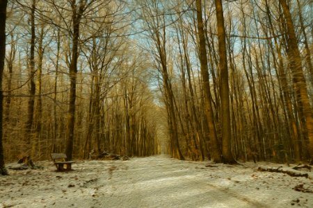 Path Winter Tree Woodland photo