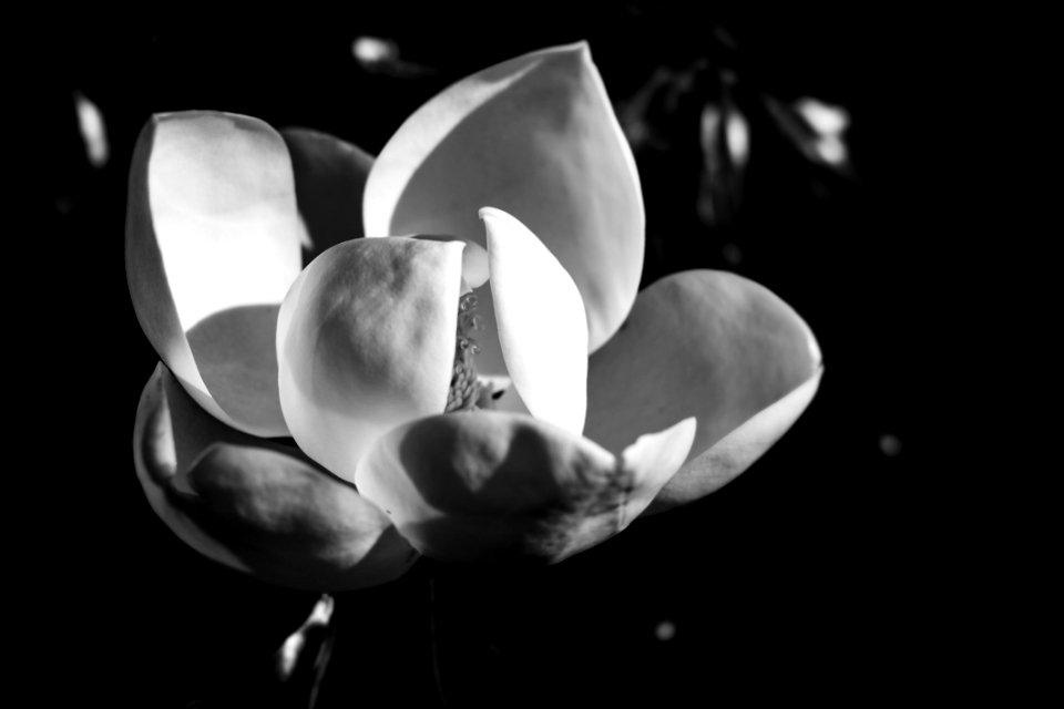 Flower White Black And White Monochrome Photography
