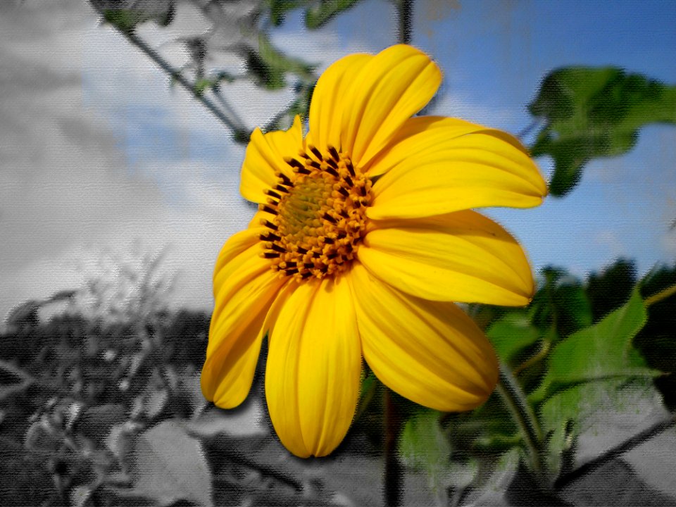 Flower Yellow Flora Plant