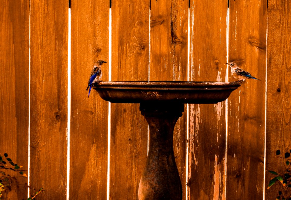 Wood Wall Wood Stain Still Life Photography