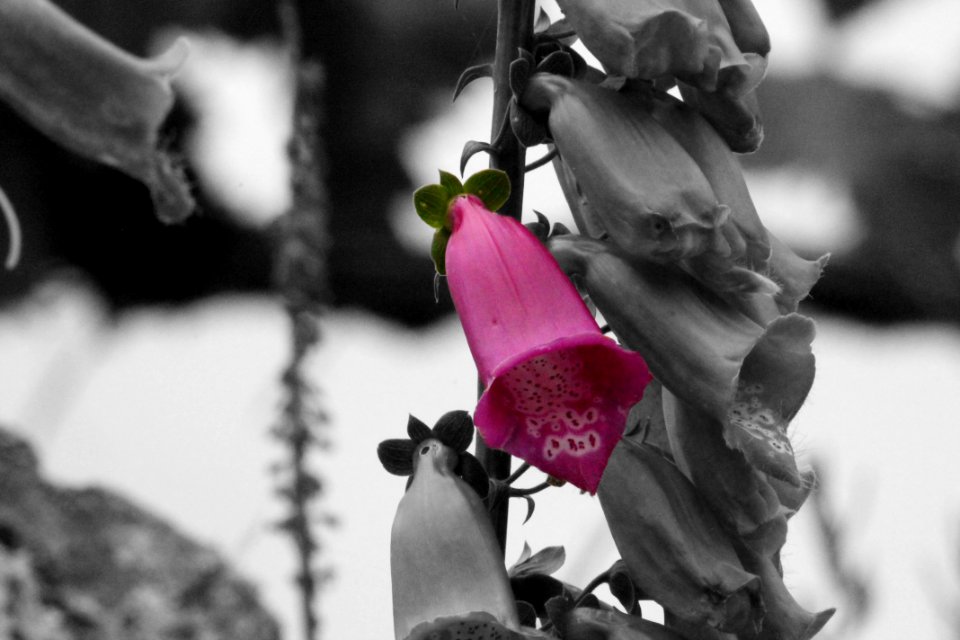 Flower Pink Black And White Plant