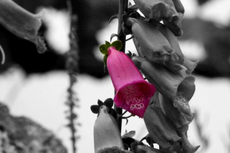 Flower Pink Black And White Plant photo